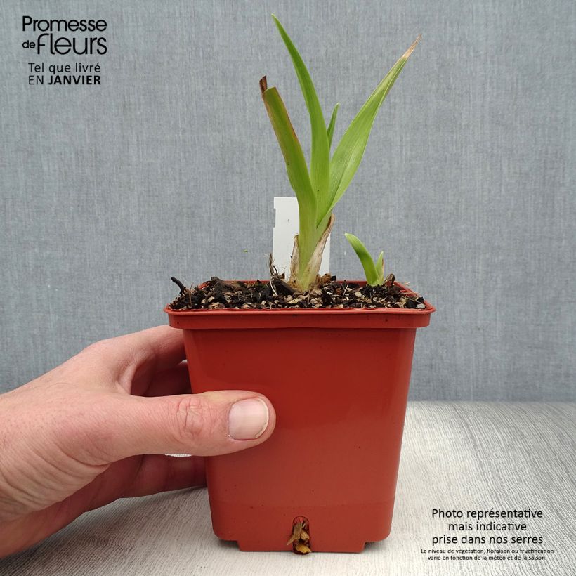 Hemerocallis Piano Man - Emerocallide Vaso da 1L/1,5L esemplare consegnato in inverno