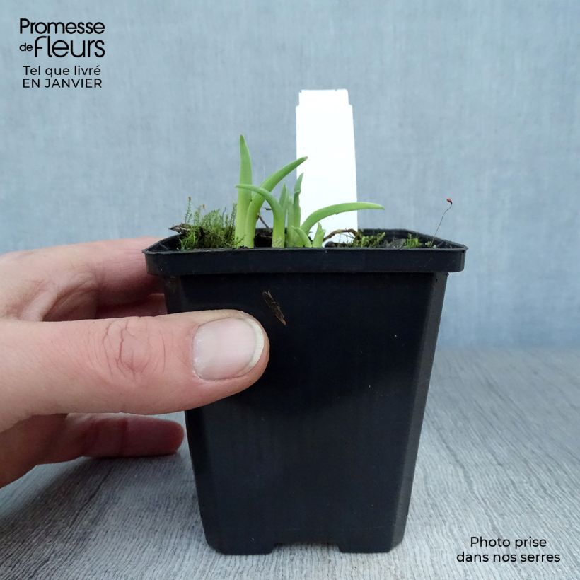 Hemerocallis Pink Damask - Emerocallide Vasetto da 8/9 cm esemplare consegnato in inverno