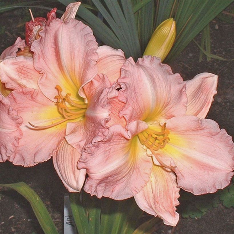Hemerocallis Pink Flirt - Emerocallide (Fioritura)
