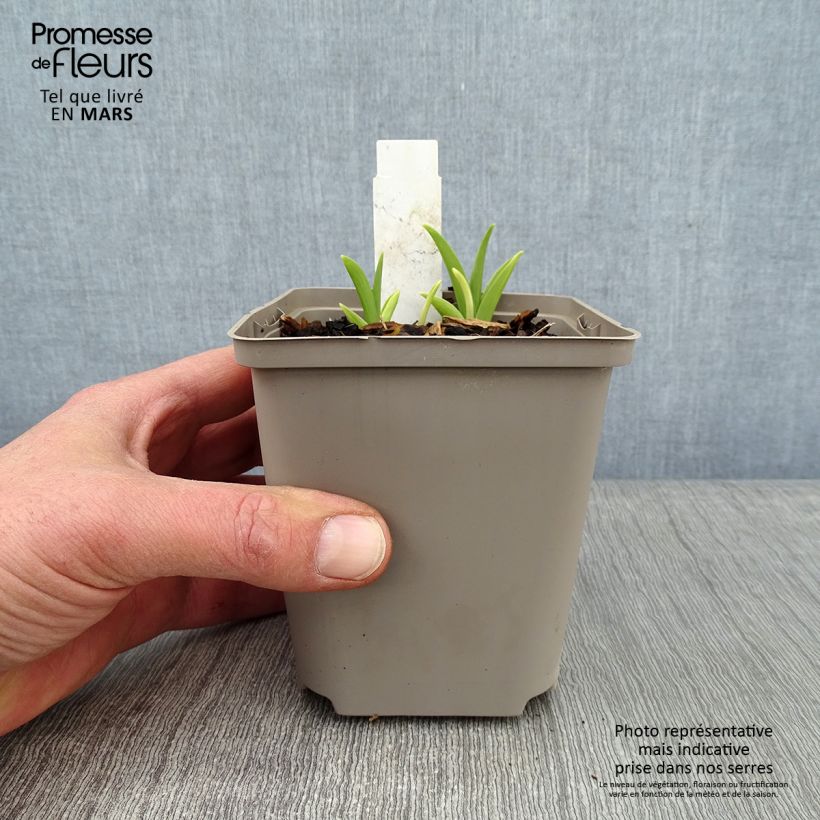 Hemerocallis Prairie Blue Eyes - Emerocallide Vaso da 1L/1,5L esemplare consegnato in inverno