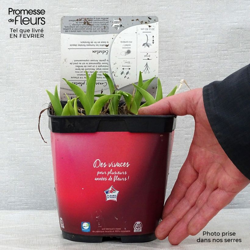 Hemerocallis Red Rum - Emerocallide Vaso da 2L/3L esemplare consegnato in inverno