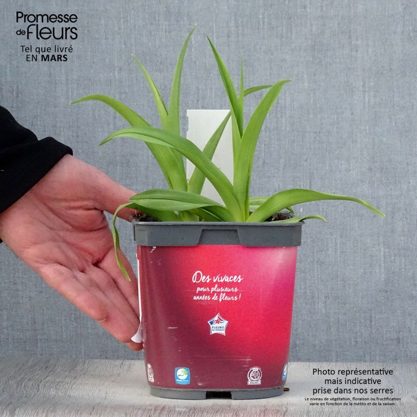 Hemerocallis Red Rum - Emerocallide Vaso da 2L/3L esemplare consegnato in primavera
