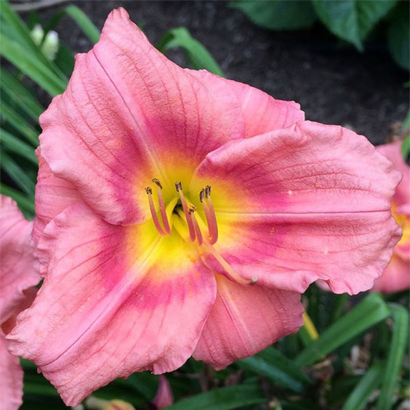 Hemerocallis Rosy Returns - Emerocallide (Fioritura)