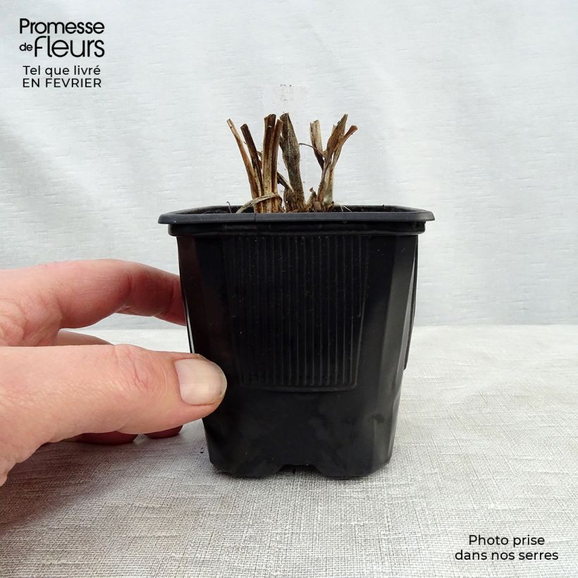 Hemerocallis Rosy Returns - Emerocallide Vasetto da 8/9 cm esemplare consegnato in inverno