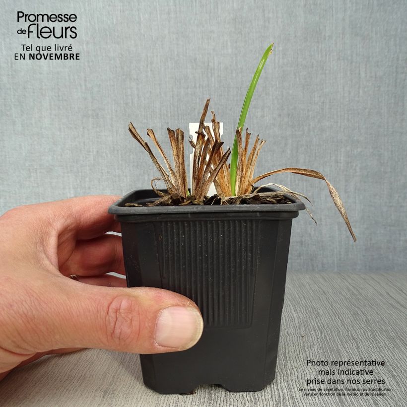 Esemplare di Hemerocallis Rosy Returns - Emerocallide Vasetto da 8/9 cm come consegnato in autunno
