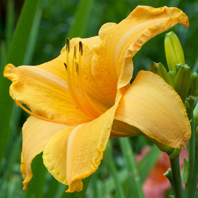 Hemerocallis Ruffled Apricot - Emerocallide (Fioritura)