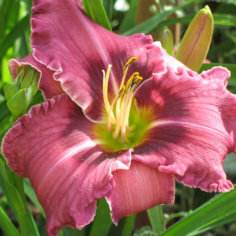 Hemerocallis Russian Ragtime - Emerocallide (Fioritura)