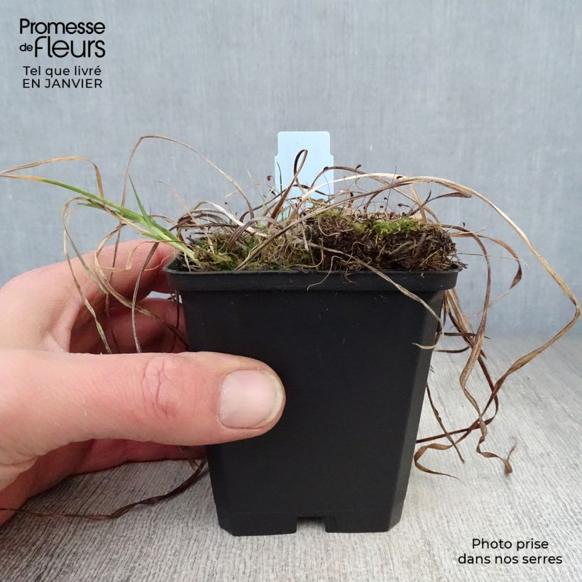 Hemerocallis Sammy Russell - Emerocallide Vasetto da 8/9 cm esemplare consegnato in inverno