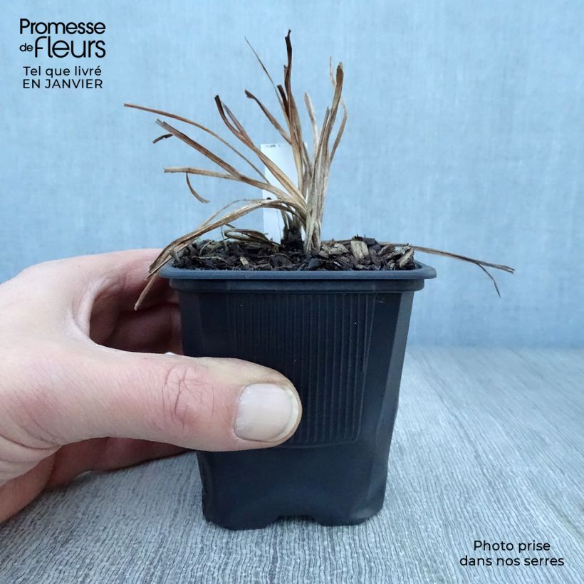 Hemerocallis Shooting Star - Emerocallide Vasetto da 8/9 cm esemplare consegnato in inverno