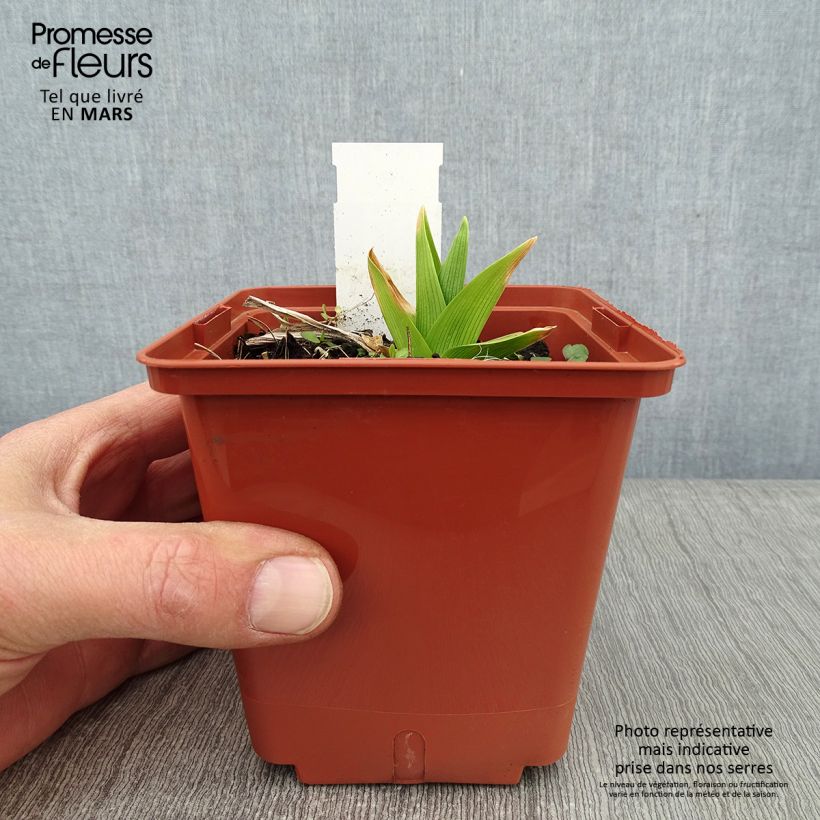 Hemerocallis Siloam Double Classic - Emerocallide Vaso da 1L/1,5L esemplare consegnato in inverno