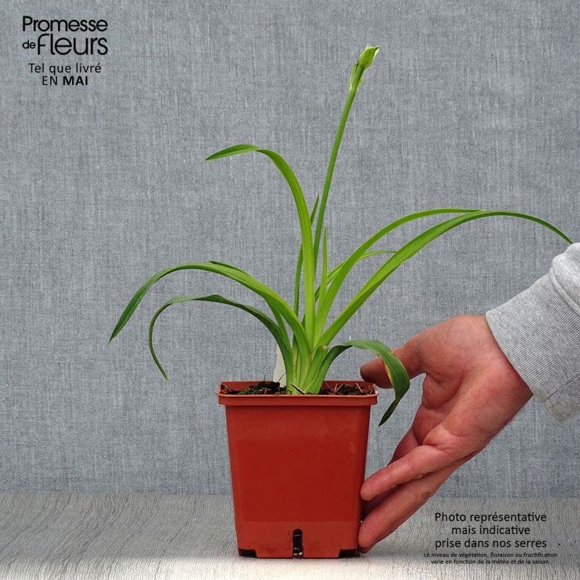 Hemerocallis Siloam Double Classic - Emerocallide Vaso da 1L/1,5L esemplare consegnato in primavera