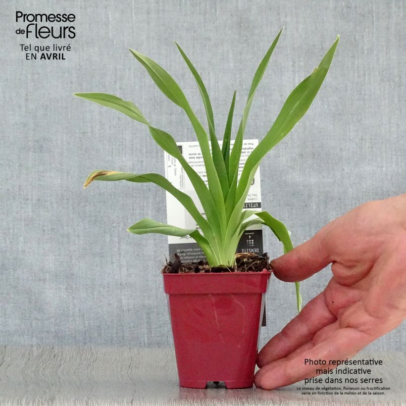 Hemerocallis Siloam Double Classic - Emerocallide Vasetto da 8/9 cm esemplare consegnato in primavera