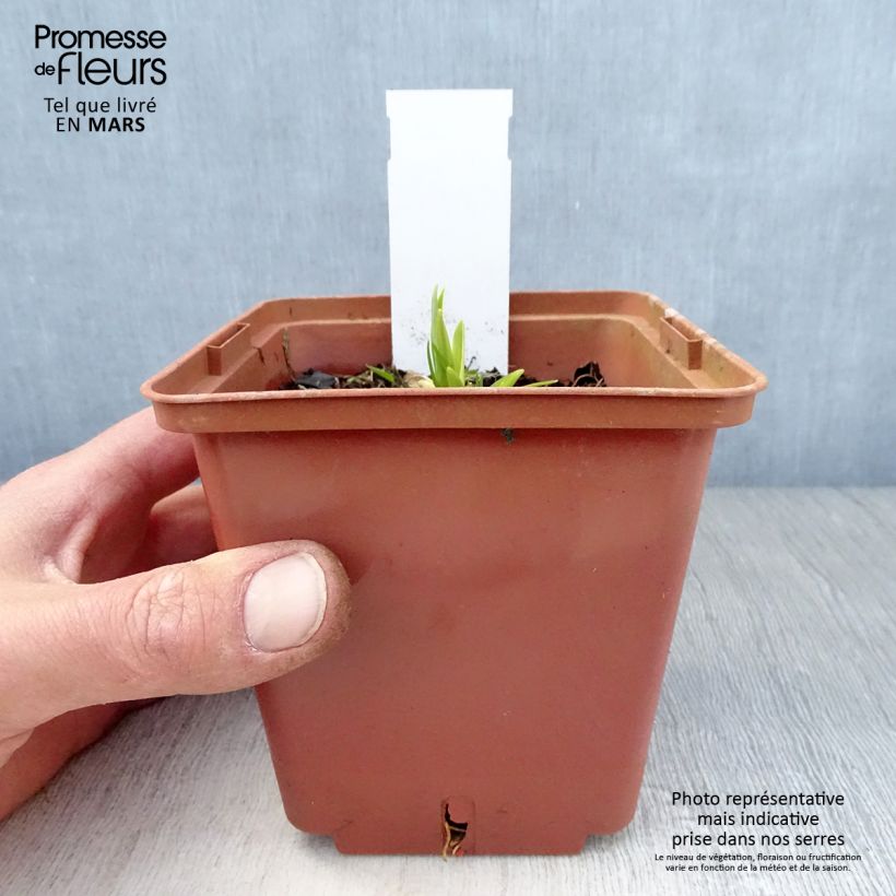 Hemerocallis Siloam Ribbon Candy - Emerocallide Vaso da 1L/1,5L esemplare consegnato in primavera