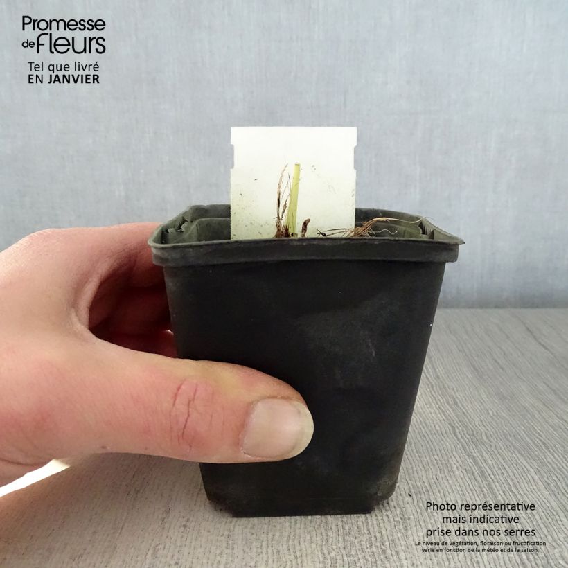 Hemerocallis Snowy Apparition - Emerocallide Vasetto da 8/9 cm esemplare consegnato in inverno