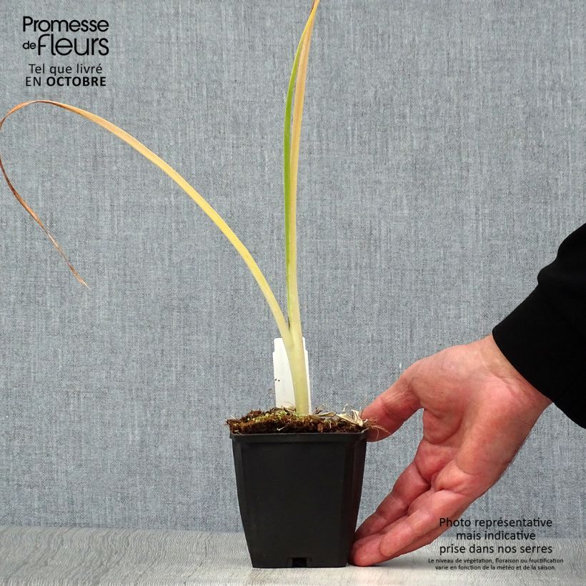 Esemplare di Hemerocallis Snowy Apparition - Emerocallide Vasetto da 8/9 cm come consegnato in autunno