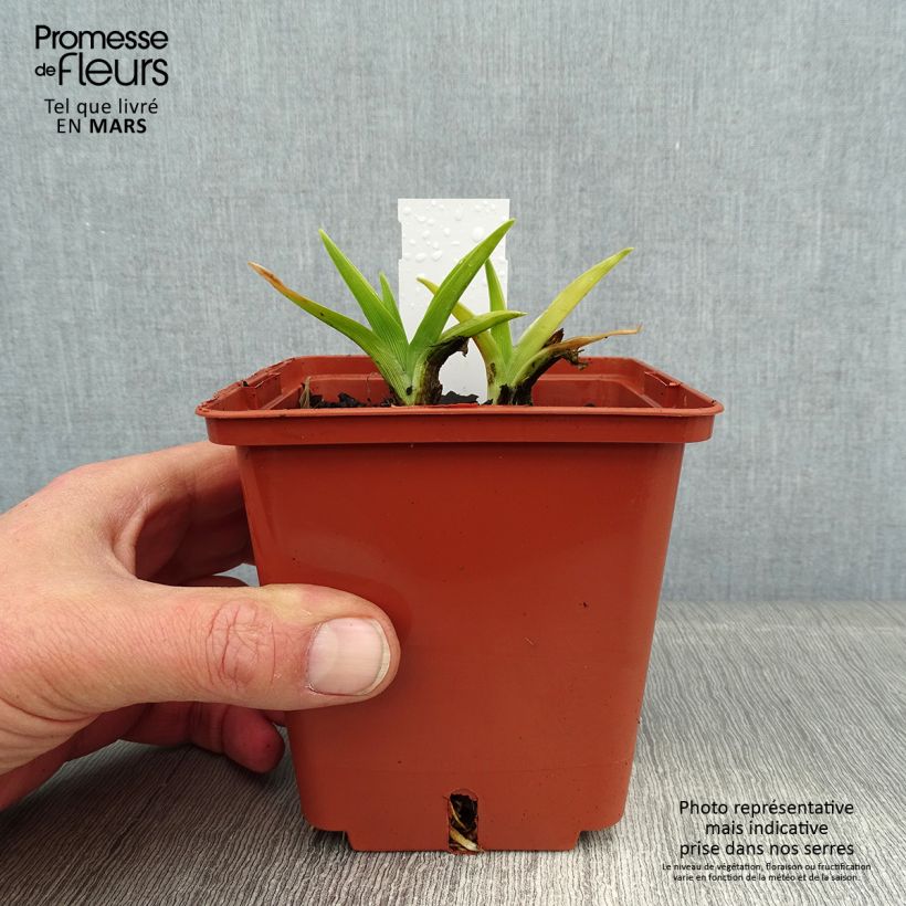 Hemerocallis Snowy Eyes - Emerocallide Vaso da 1L/1,5L esemplare consegnato in inverno