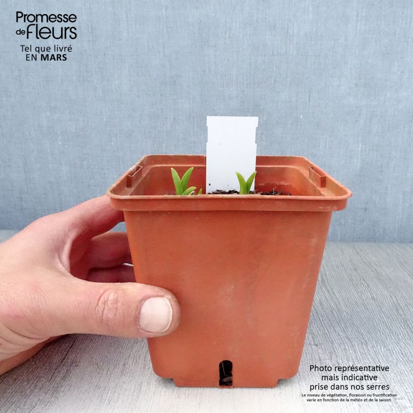 Hemerocallis Snowy Eyes - Emerocallide Vaso da 1L/1,5L esemplare consegnato in primavera