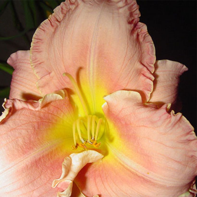 Hemerocallis Someone Special - Emerocallide (Fioritura)