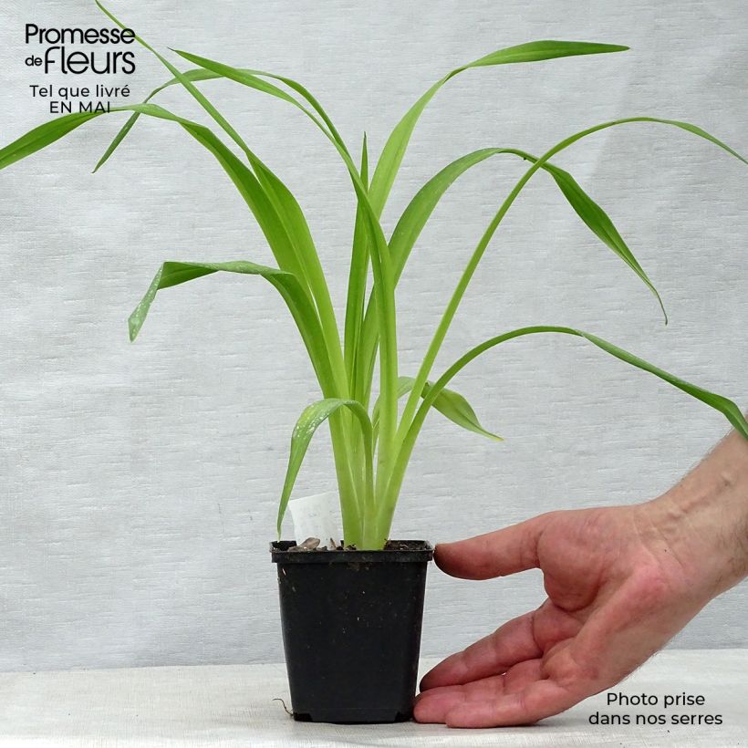 Hemerocallis South Seas - Emerocallide Vasetto da 8/9 cm esemplare consegnato in primavera