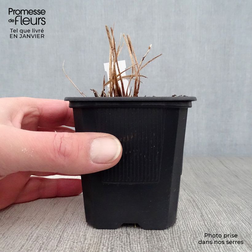 Hemerocallis Stella de Oro - Emerocallide Vasetto da 8/9 cm esemplare consegnato in inverno