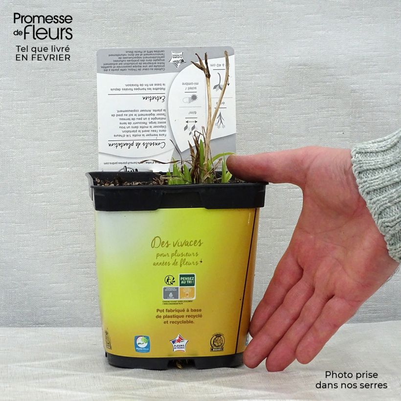 Hemerocallis Stella de Oro - Emerocallide Vaso da 2L/3L esemplare consegnato in inverno