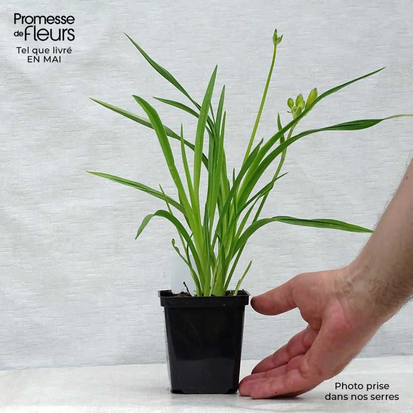 Hemerocallis Stella de Oro - Emerocallide Vasetto da 8/9 cm esemplare consegnato in primavera