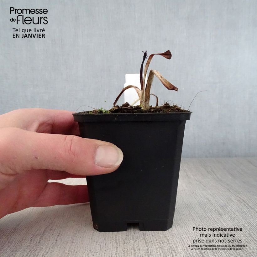 Hemerocallis Strawberry Candy - Emerocallide Vasetto da 8/9 cm esemplare consegnato in inverno