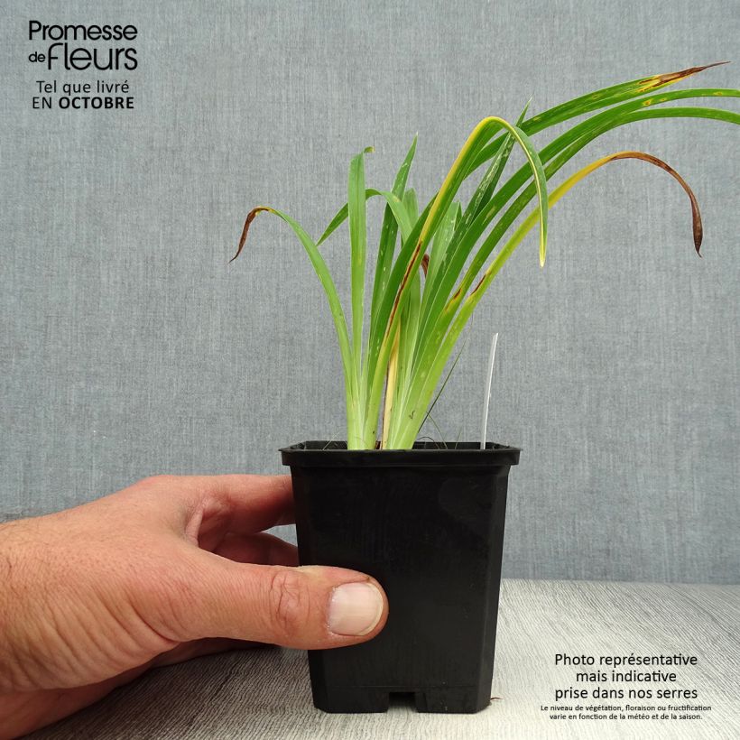 Esemplare di Hemerocallis Strawberry Candy - Emerocallide Vasetto da 8/9 cm come consegnato in autunno