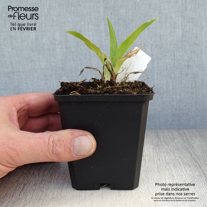 Hemerocallis Strawberry Swirl - Emerocallide Vasetto da 8/9 cm esemplare consegnato in inverno