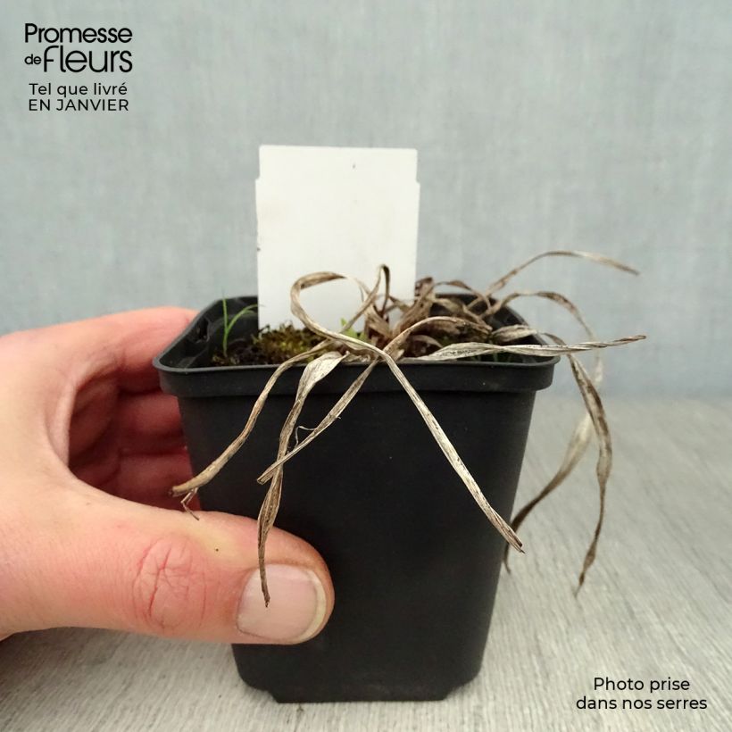 Hemerocallis Strutter's Ball - Emerocallide Vasetto da 8/9 cm esemplare consegnato in inverno