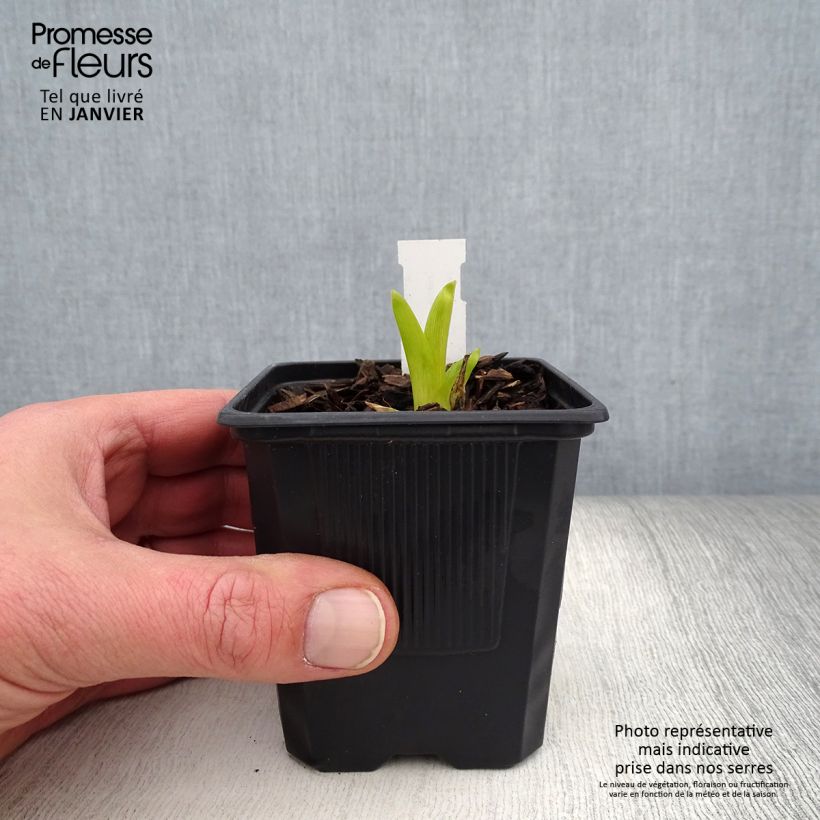 Hemerocallis Sugar Candy - Emerocallide Vasetto da 8/9 cm esemplare consegnato in inverno