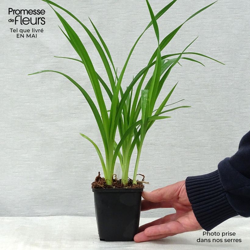 Hemerocallis Summer Wine - Emerocallide Vasetto da 8/9 cm esemplare consegnato in primavera