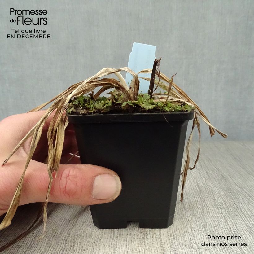 Hemerocallis Summer Wine - Emerocallide Vasetto da 8/9 cm esemplare consegnato in inverno