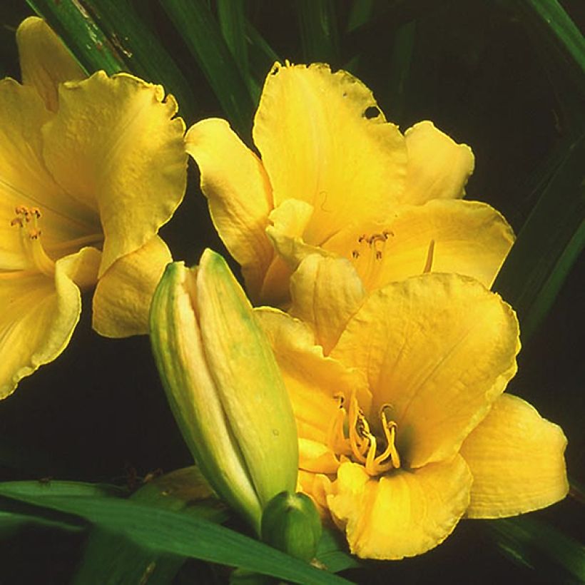 Hemerocallis Sun's Eyes - Emerocallide (Fioritura)