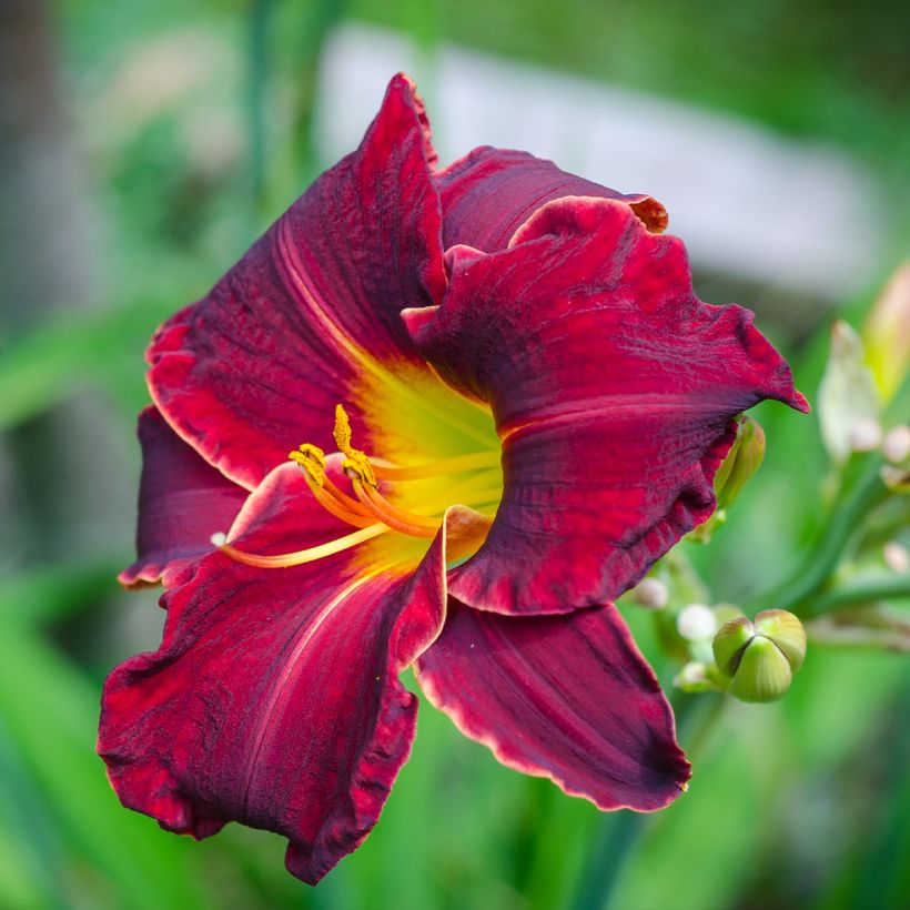 Hemerocallis Sweet Hot Chocolate - Emerocallide (Fioritura)