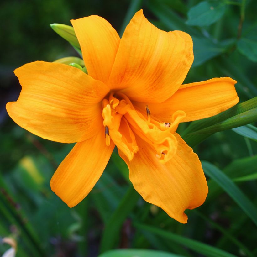 Hemerocallis Three Tears - Emerocallide (Fioritura)