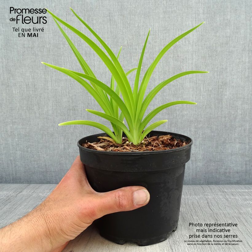 Hemerocallis White Temptation - Emerocallide Vaso da 2L/3L esemplare consegnato in primavera