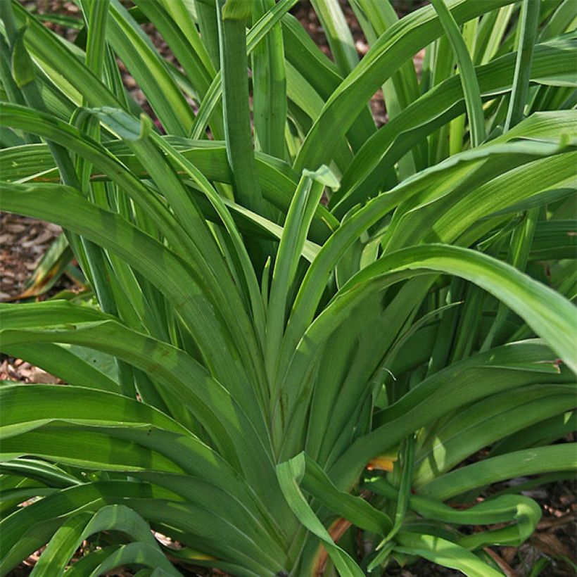 Hemerocallis Yasmin - Emerocallide (Fogliame)