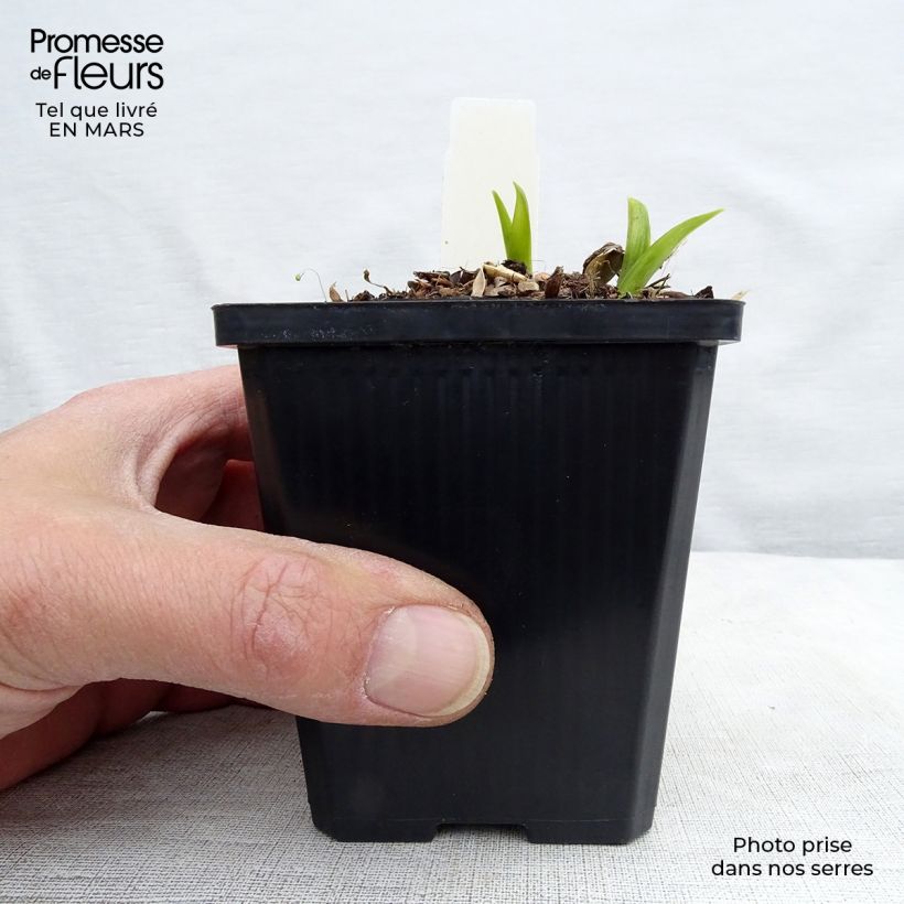 Hemerocallis citrina - Emerocallide Vasetto da 8/9 cm esemplare consegnato in inverno