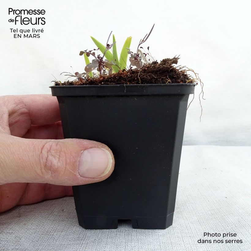 Hemerocallis fulva - Giglio di San Giuseppe Vasetto da 8/9 cm esemplare consegnato in primavera