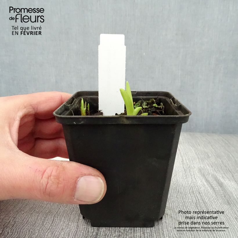 Hemerocallis fulva - Giglio di San Giuseppe Vasetto da 8/9 cm esemplare consegnato in inverno