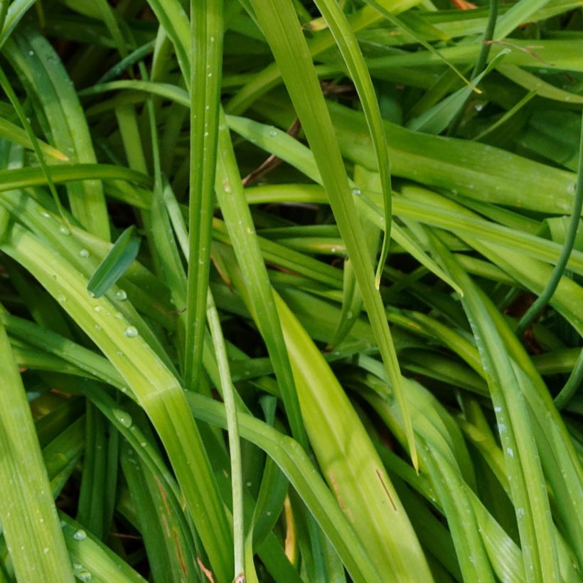 Hemerocallis Bonanza - Emerocallide (Fogliame)