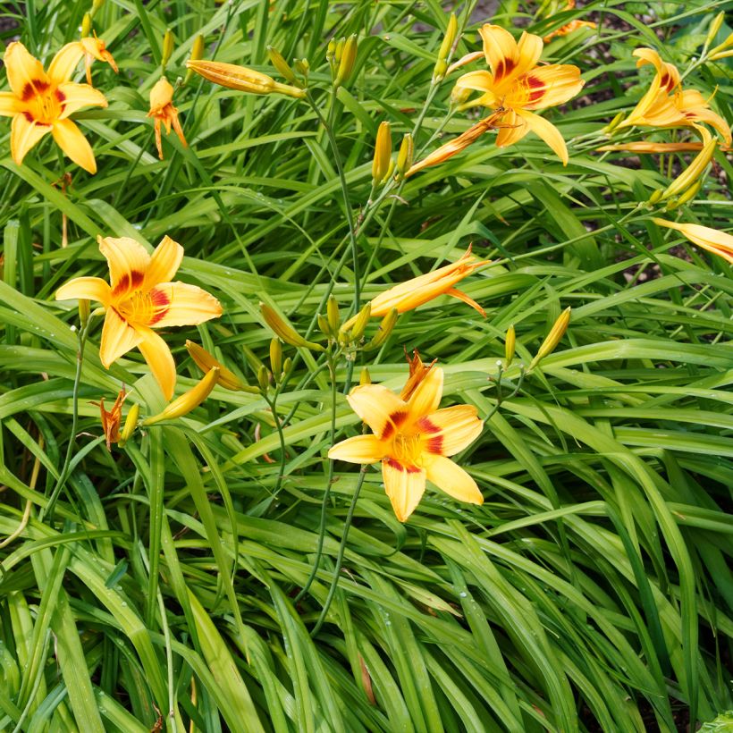 Hemerocallis Bonanza - Emerocallide (Porto)