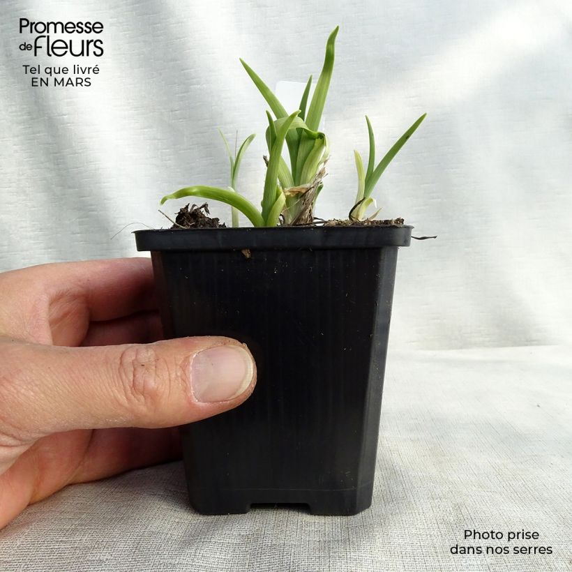 Hemerocallis lilioasphodelus - Giglio dorato Vasetto da 8/9 cm esemplare consegnato in inverno