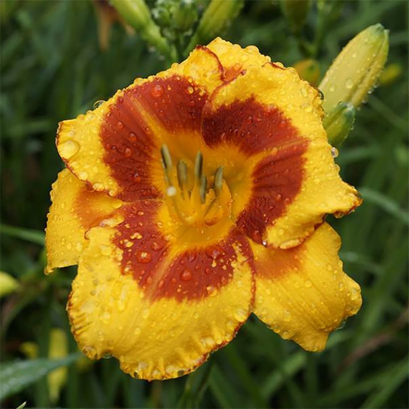 Hemerocallis Fooled Me - Emerocallide (Fioritura)