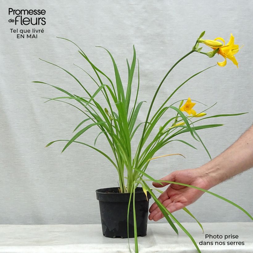 Hemerocallis middendorffii - Emerocallide Vasetto da 8/9 cm esemplare consegnato in primavera