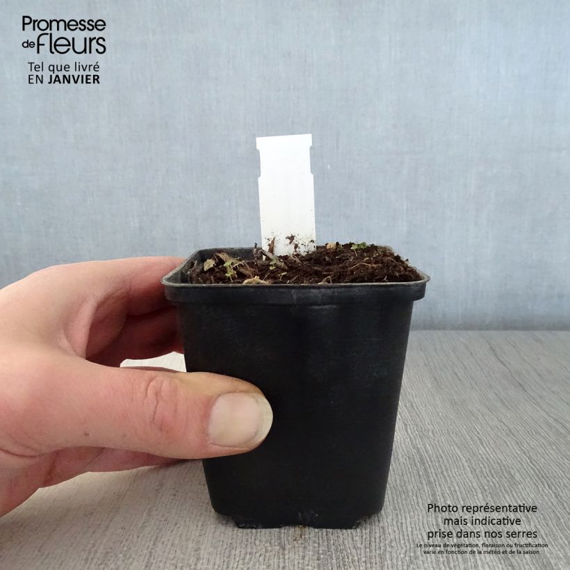 Hemerocallis middendorffii - Emerocallide Vasetto da 8/9 cm esemplare consegnato in inverno