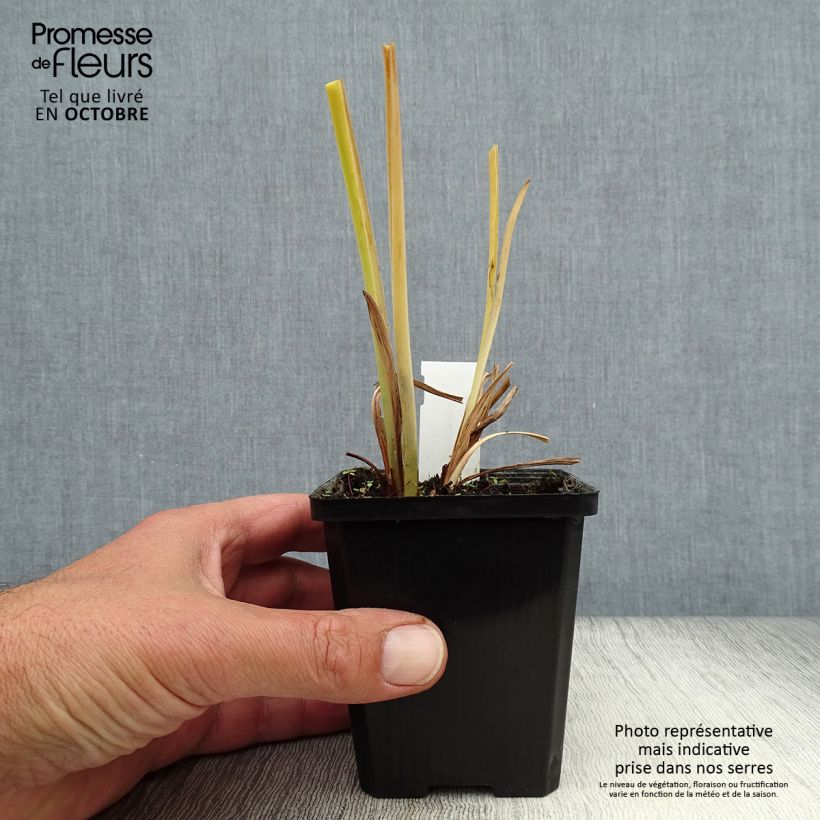 Esemplare di Hemerocallis middendorffii - Emerocallide Vasetto da 8/9 cm come consegnato in autunno