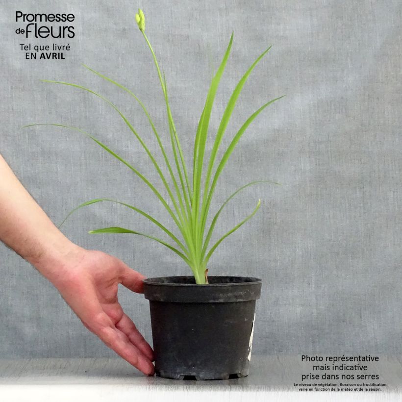 Hemerocallis middendorffii - Emerocallide Vaso da 2L/3L esemplare consegnato in primavera