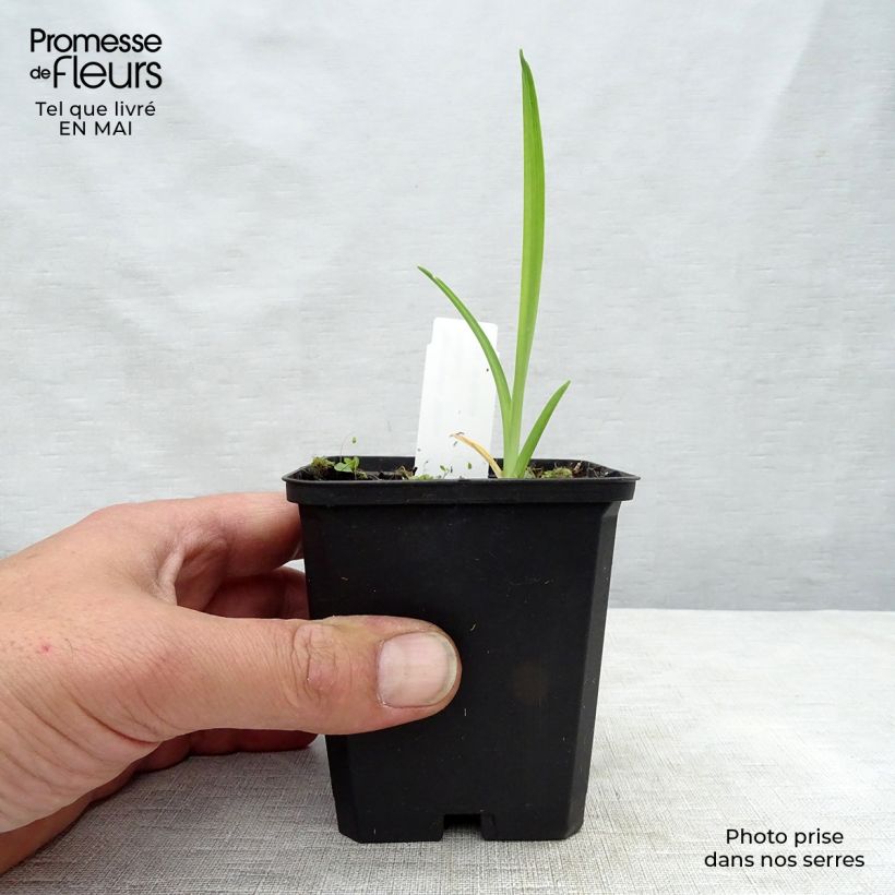 Hemerocallis Gentle Shepherd - Emerocallide Vasetto da 8/9 cm esemplare consegnato in primavera